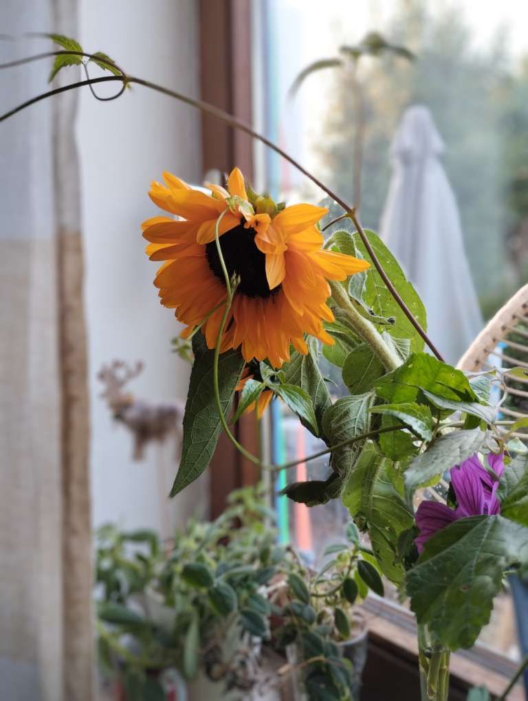 Sonnige Sonntagsschätze