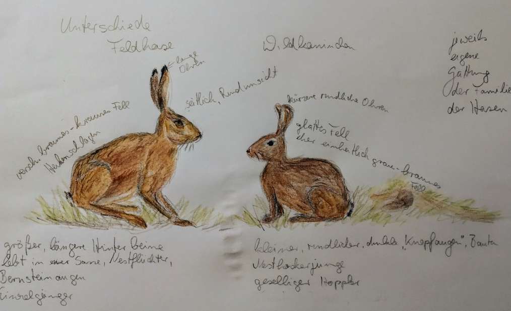 Hoppel hier, hoppel&nbsp;da