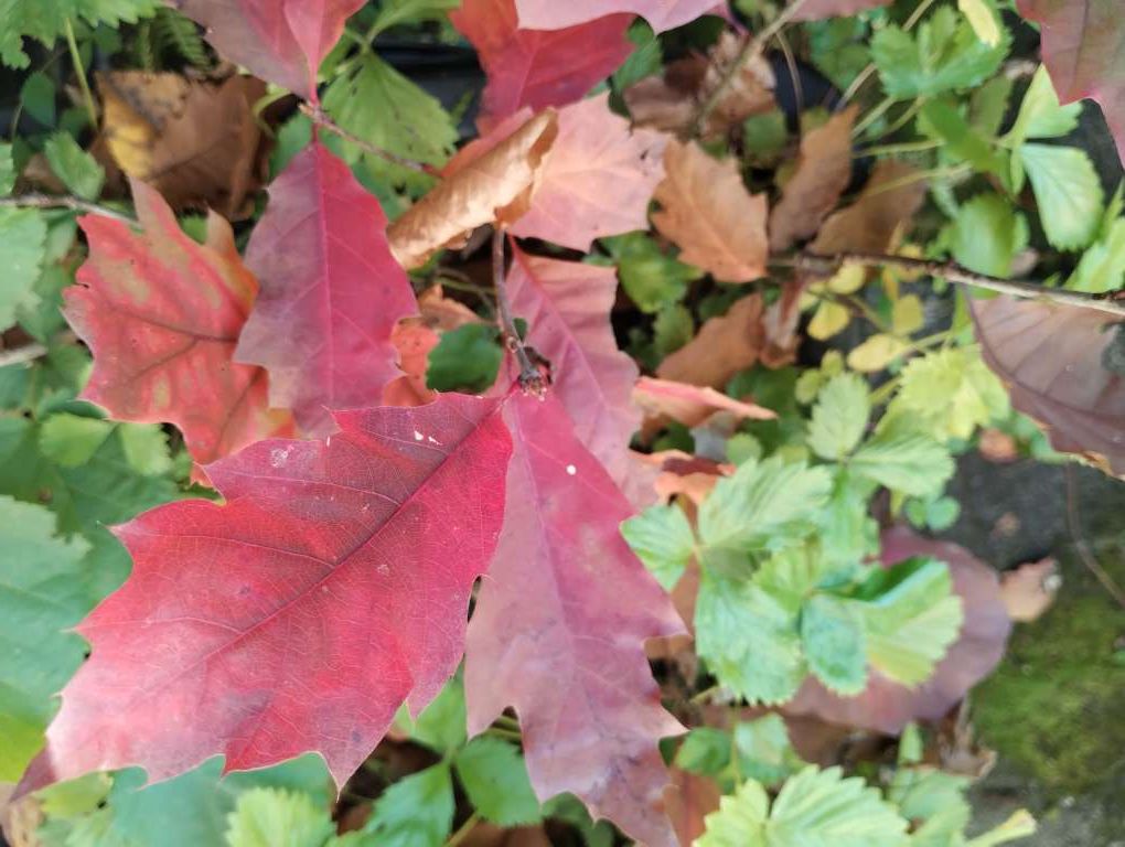 Baum des Jahres&nbsp;2025