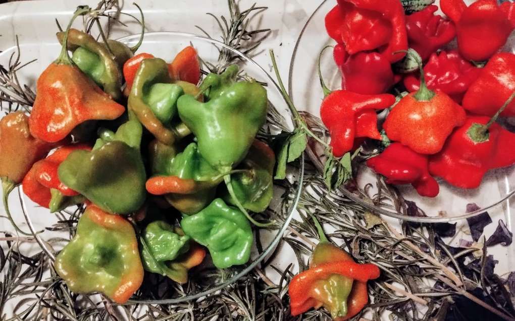 Sonntagsschätzchen im November