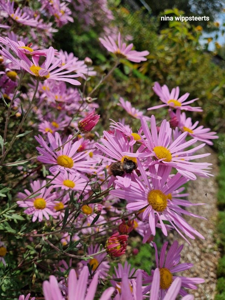 Bunter Herbst und Rieslingtortenrezept