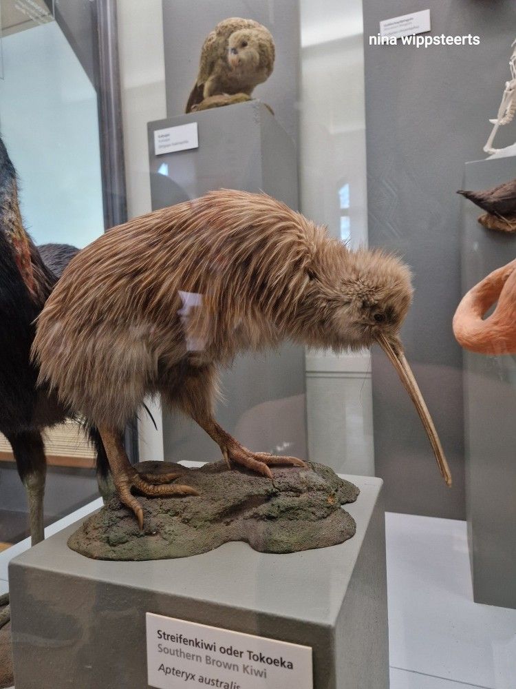 Monatsspaziergang durch das Museum&nbsp;König