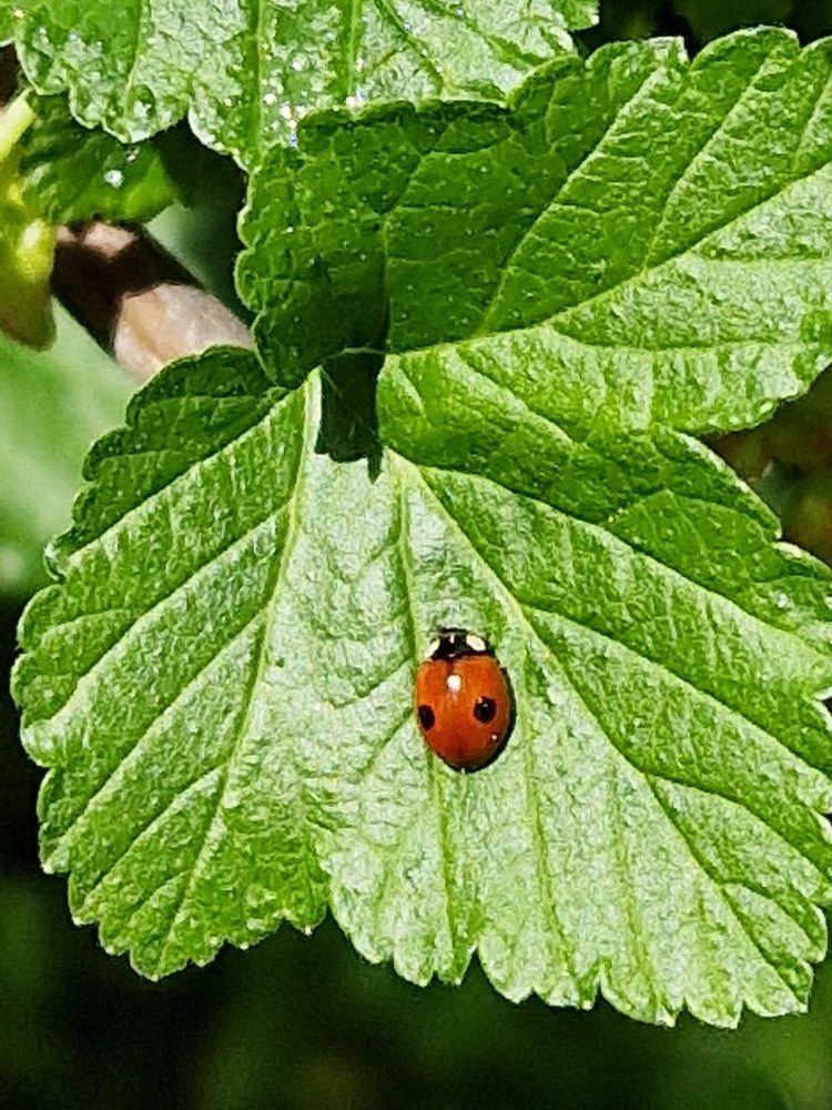 Seltene Blüte und mehr 🌸