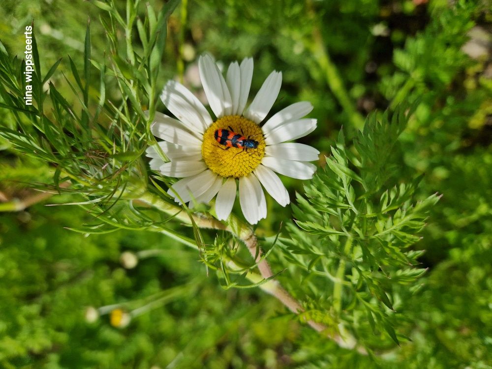 Monatsspaziergang durch einen kleinen Naturgarten